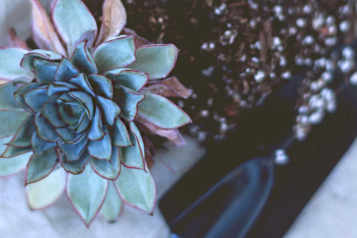 divi-treeservices-theme-2