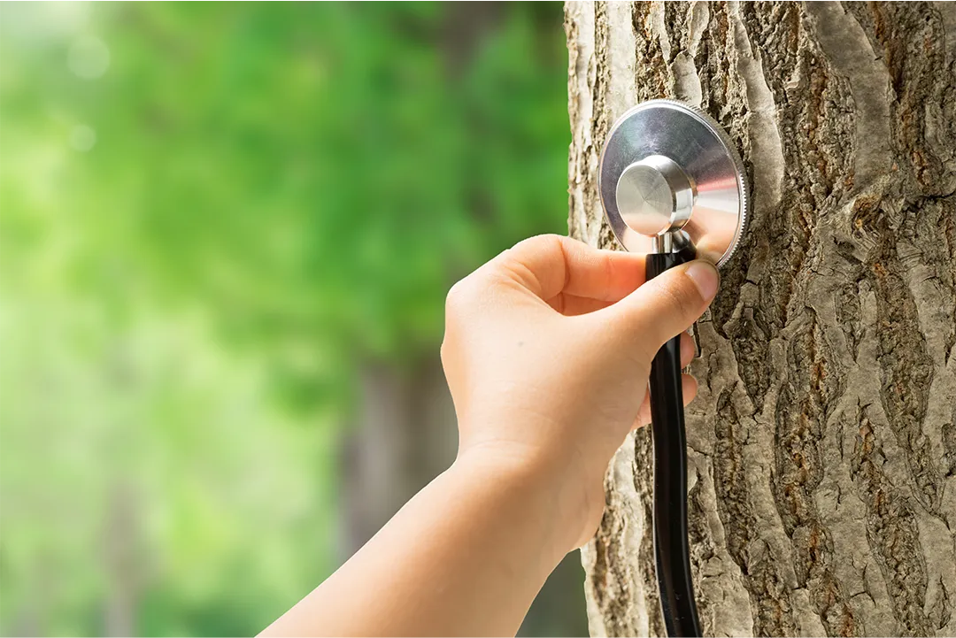 tree health assessments